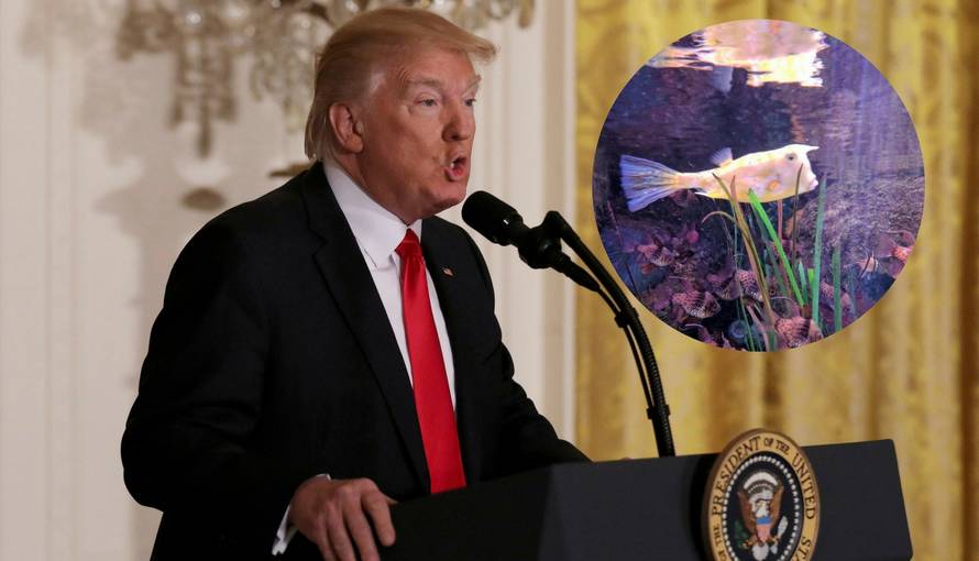 Otkrili ribu koja sliči Trumpu, slučajno ili ne, riba je otrovna...