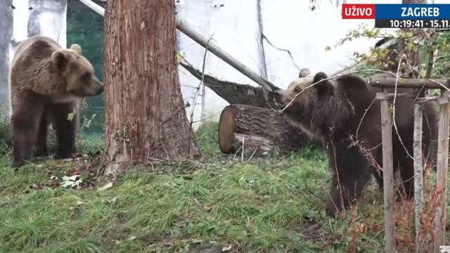 VIDEO: Ovo su novi stanovnici Zagrebačkog Zoo-a: Kveta se već okupala, Albert se još srami