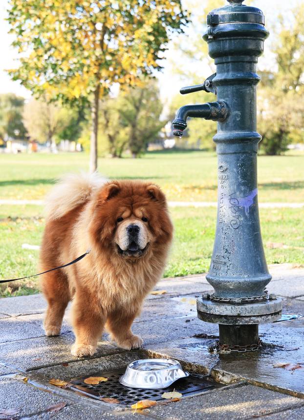 Zagreb: Diljem Zagreba osvanule posudice za pse