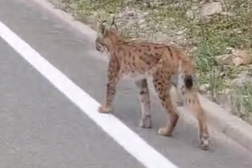 Snimio risa na putu do kuće
