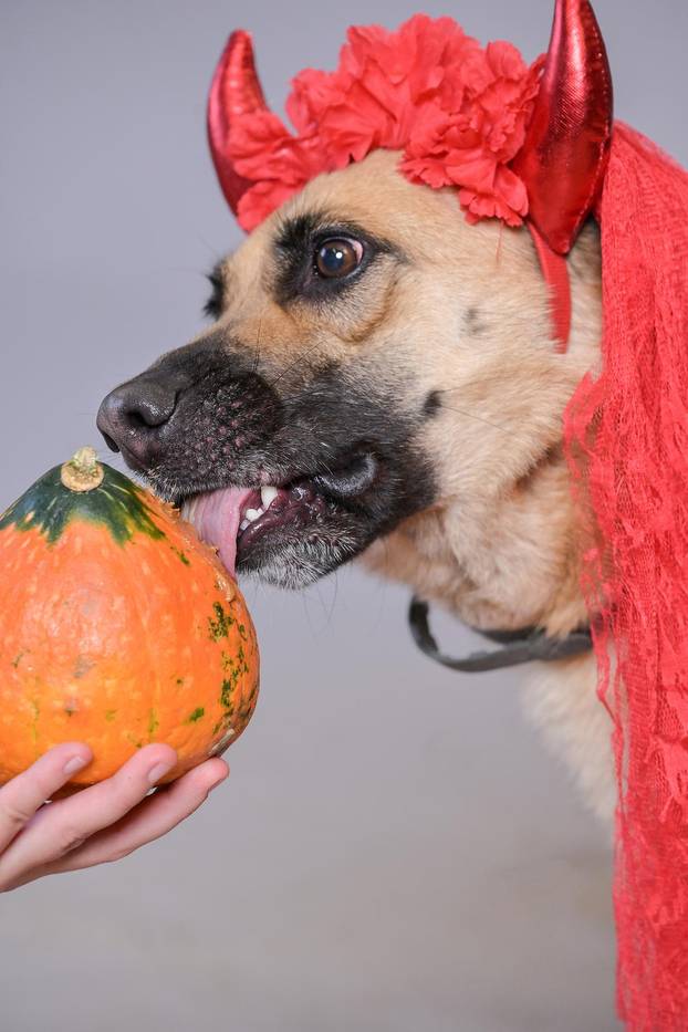 Sklonište u Dumovcu poziva na posebno jesensko udomljavanje pasa i mačaka