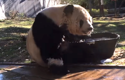 Priznajte, i vi bi ovako: Panda se zaigrano proveselila u kupki