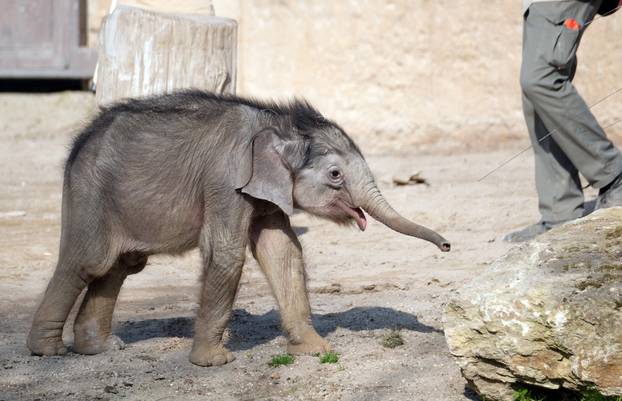 Elephant offspring at Leipzig Zoo