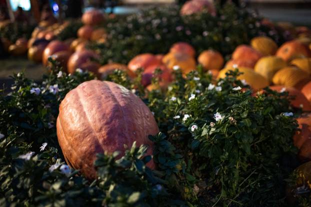 Održana 21. Bučijada i Sajam bučina ulja u Ivanić-Gradu