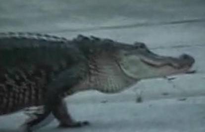 Golemi aligator mirno prošetao predgrađem