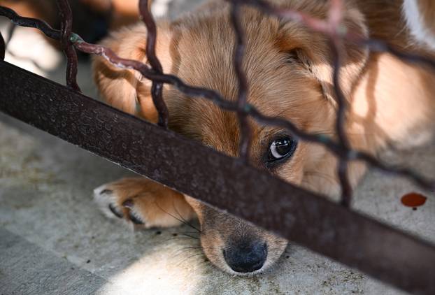 Zagreb: Sklonište za životinje u Dumovcu