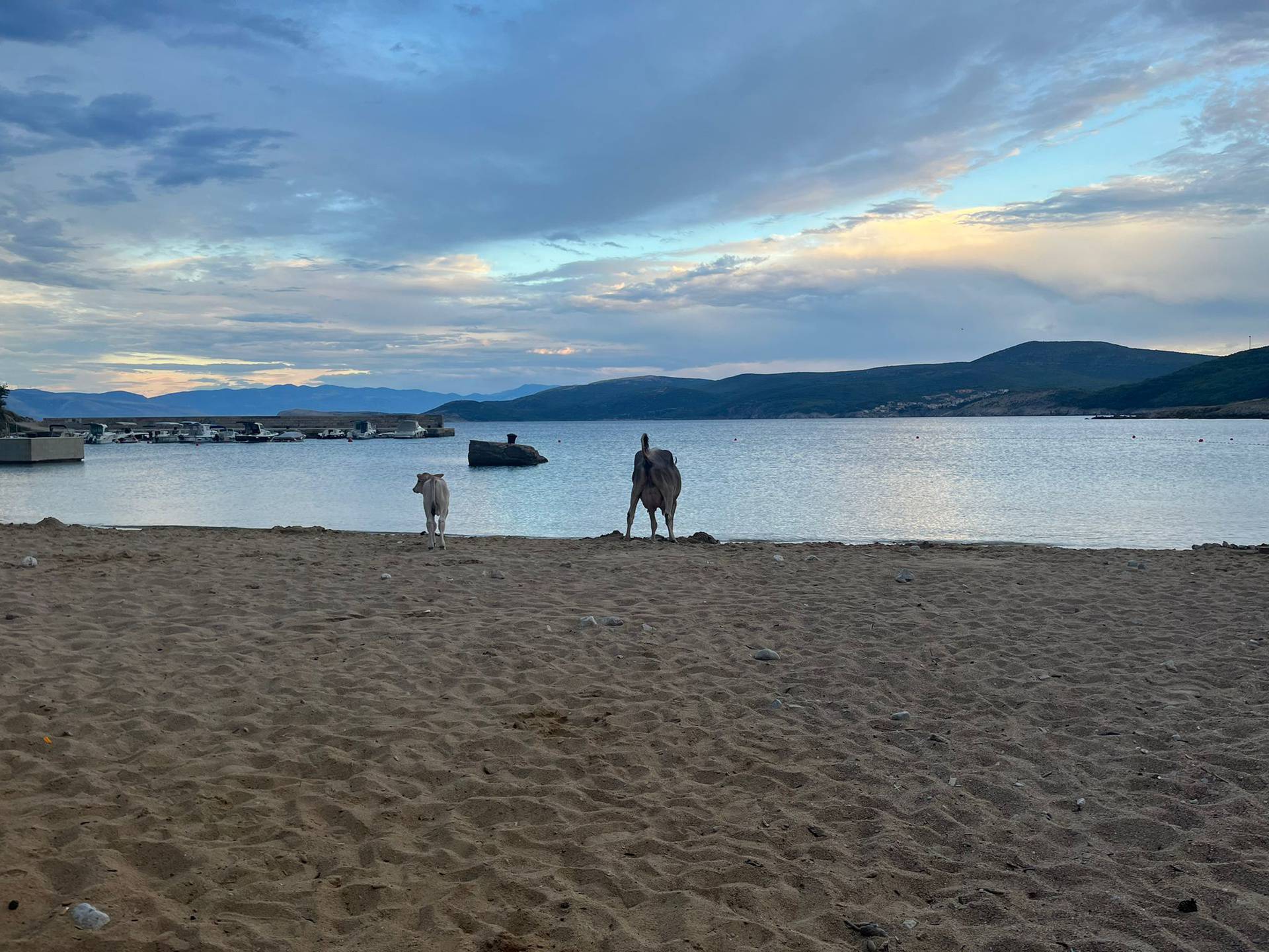 VIDEO Neobični kupači posjetili plažu na Krku: 'Krava se htjela osvježiti, a tele se veselilo'