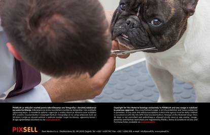 Dubrovnik ugostio pseću elitu: Pogledajte super foto galeriju