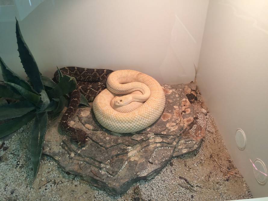 Crna mamba u Splitu:  Neke od ovih zmija iznimno brzo ubijaju