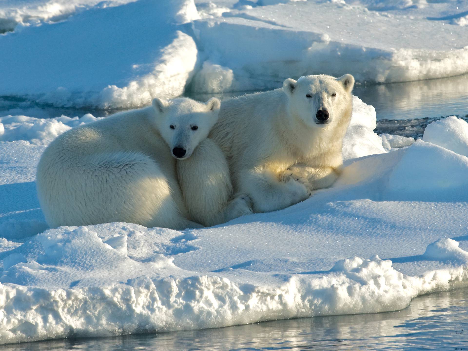 Na Arktiku će se led potpuno otopiti već do 2035. godine