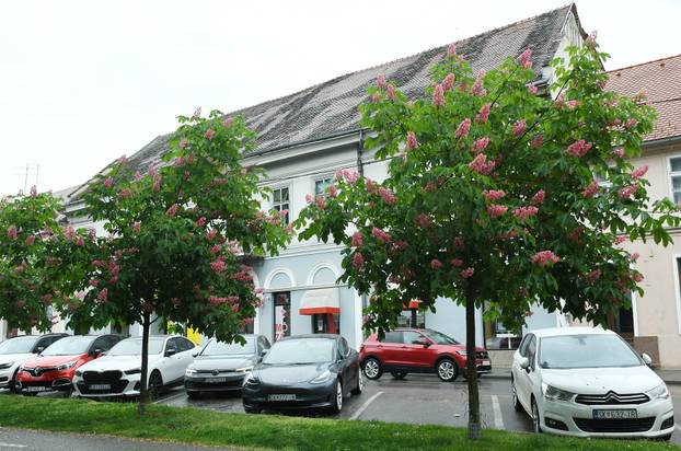 Sisak: Drvored crvenog kestena