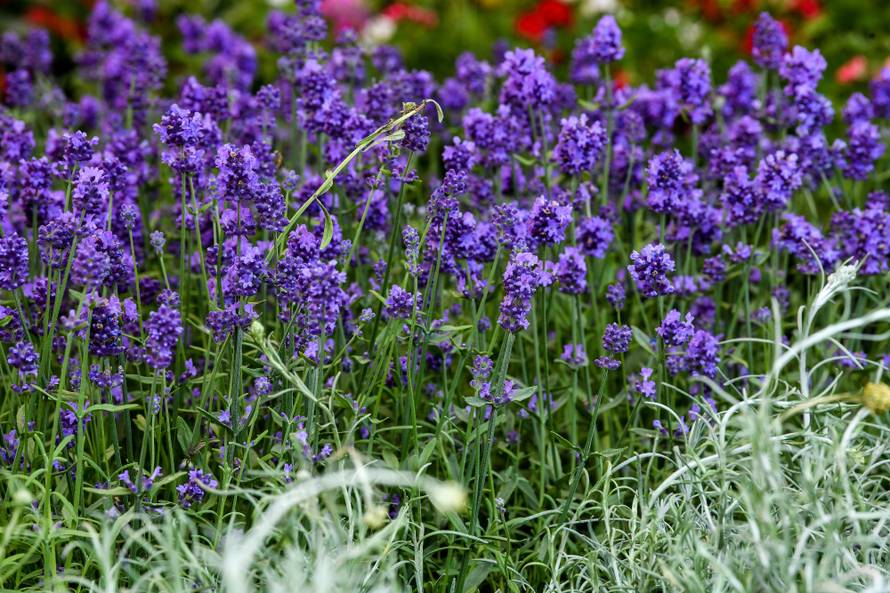 Floraart: Sadnice cvijeća od 2 kune, a za 25 mini vrt u posudi