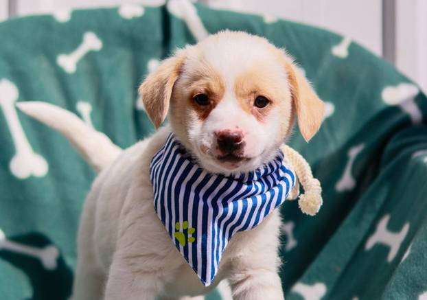 FOTO Ovi preslatki psići iz Noine Arke traže obitelj i stalni dom