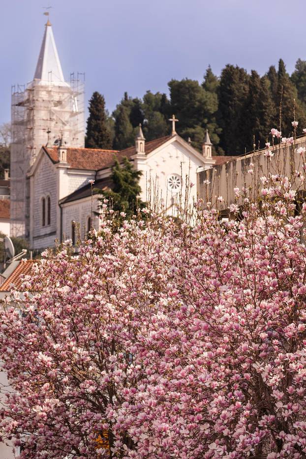 Magnolije u cvatu u Opuzenu