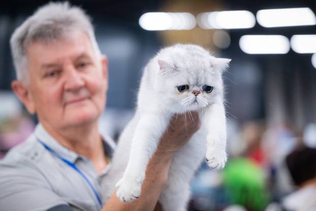 Zagreb: Drugi dan Međunarodne izložbe mačaka