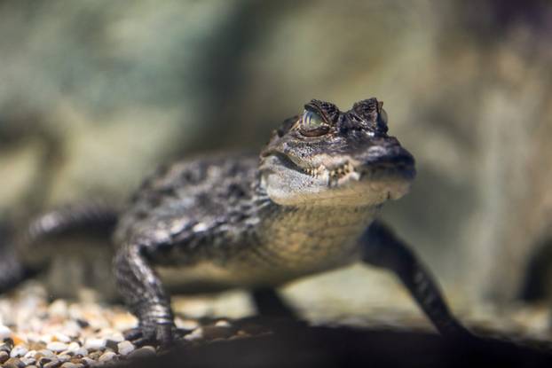 Obnovljeni  pulski Aquarium sada se prostire na 2.500 četvornih metara i postaje najveći akvarij u Europi koji izlaže isključivo mediteranski postav