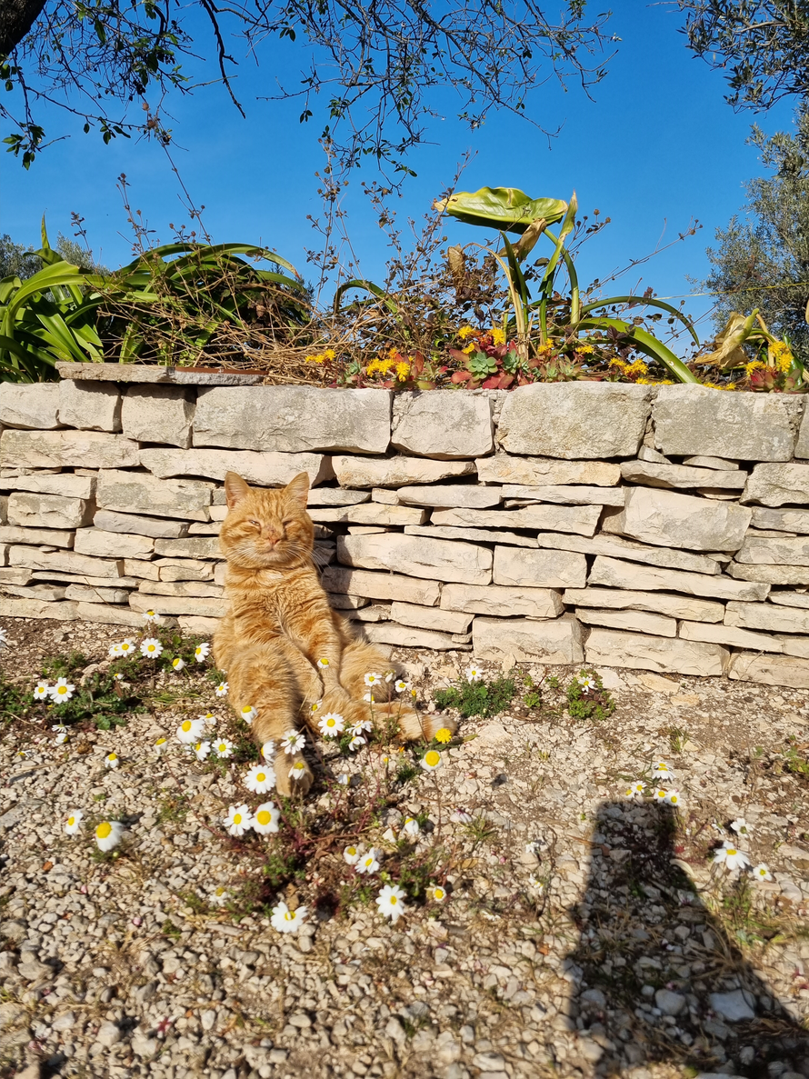 Upoznajte Duju, najpoznatijeg mačka na Korčuli. Sjedi kao čovjek i nikad nije imao curu