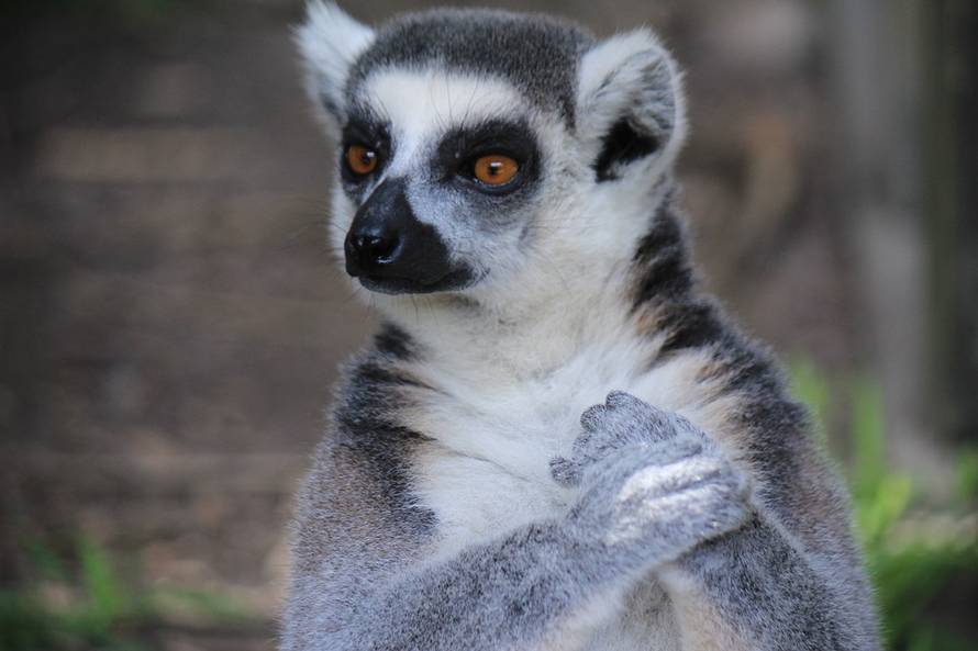 Na rubu izumiranja: Lemuri su najugroženiji primati na Zemlji