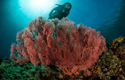 Podvodna 'paklena' vrućina uništava koralje u Sredozemlju