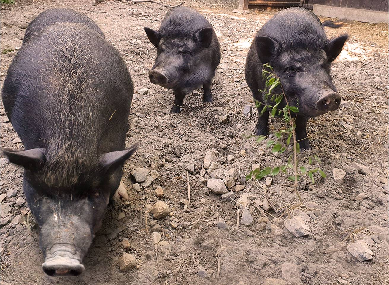 Nisu manekenke, već prasice! Twiggy, Gisele i Naomi život nije mazio, traže sretan dom