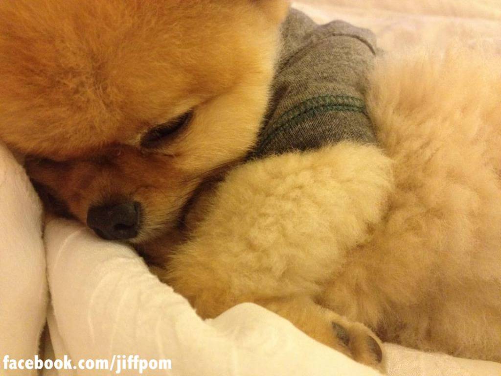 Facebook.com/jiffpom