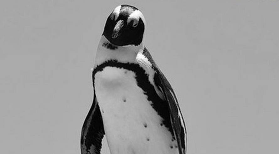 Oteli  pingvina iz  ZOO-a, ubili ga, a glavu odnijeli sa sobom...