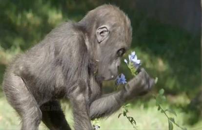 Prelijepa beba gorila Joanne proslavila svoj prvi rođendan