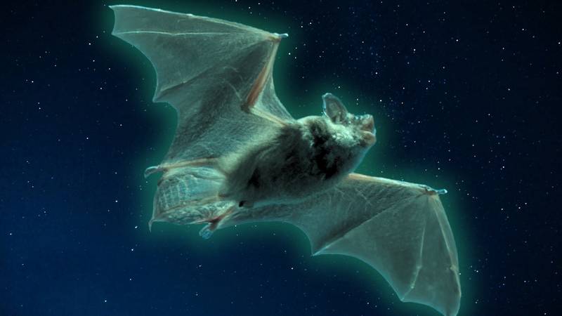 Diese gruseligen Fledermäuse leuchten grün. Wissenschaftler wissen nicht, warum 10 glowing bat header
