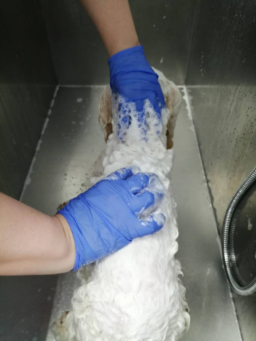 Psi zapetljani u koroni, saloni su popunjeni skoro do lipnja