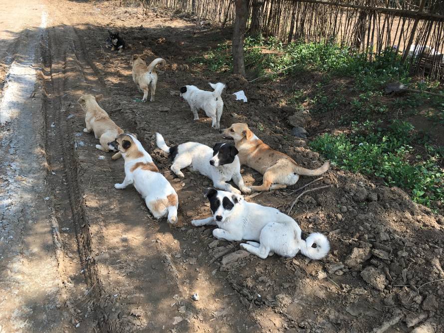 Mnogi ljubimci u Kini na rubu gladi zbog epidemije Korone
