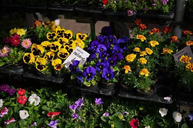 24sata Zagreb: Ponuda cvijeća na Dolcu 