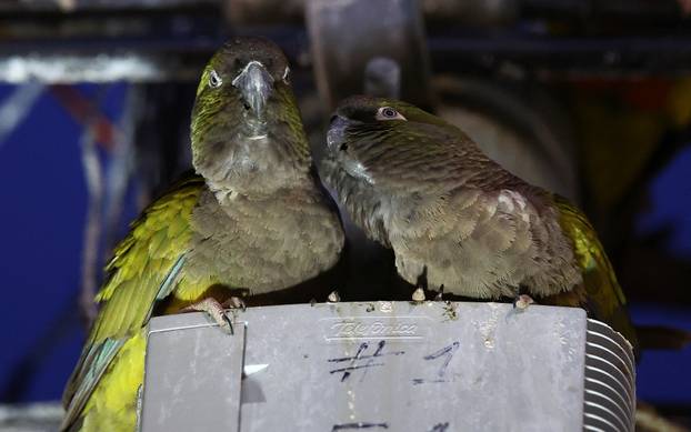 An Argentine town battles a parrot invasion