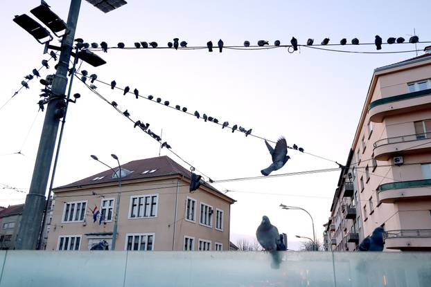 Zagreb. Kvatri&cacute; se svi&dstrok;a samo golubovima