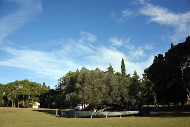Maslina na Brijunima jedna je od najstarijih na Mediteranu