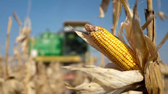 FILE PHOTO: A combine machine harvests corn in a field near the village of Moskovskoye