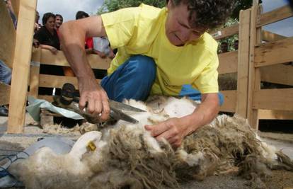 Vuk je pet ovaca ošišao za malo više od pet minuta