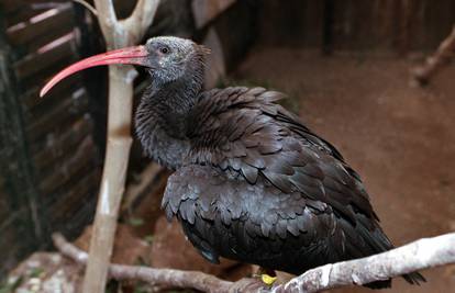 Rijetka vrsta: Ćelavi ibisi došli su u Hrvatsku, pa  stradali...