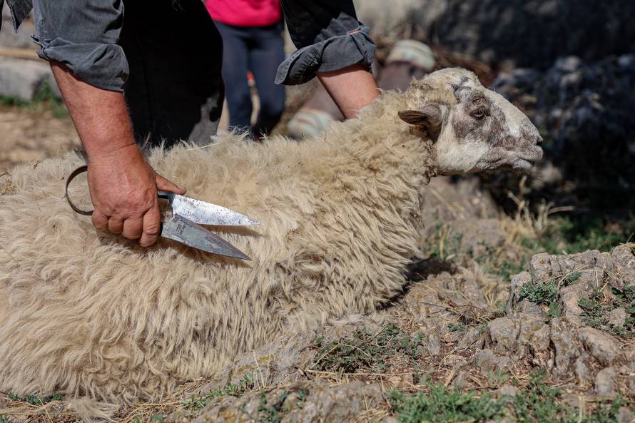 Baka Mara (77): Po starinski ovcu ošišam za nekoliko minuta