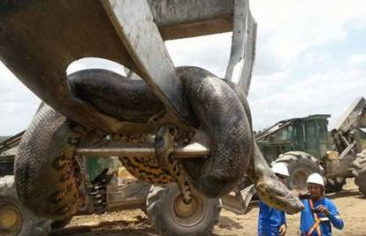 Ovo je zvijer od 400kg: Radnici pronašli najveću anakondu ikad