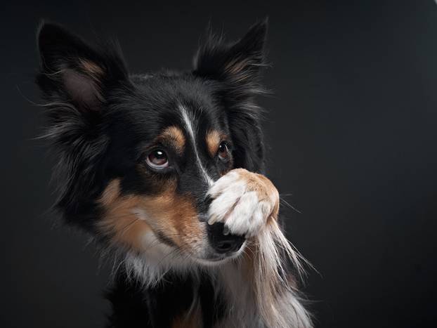 the dog snarls. Funny expression on the muzzle of a border collie