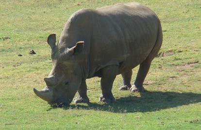 Ubijeno pet slonova, a umro i jedan od posljednjih nosoroga