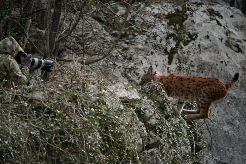 Alojzije je najpoželjniji macan: Zavodit će samo velike mačke