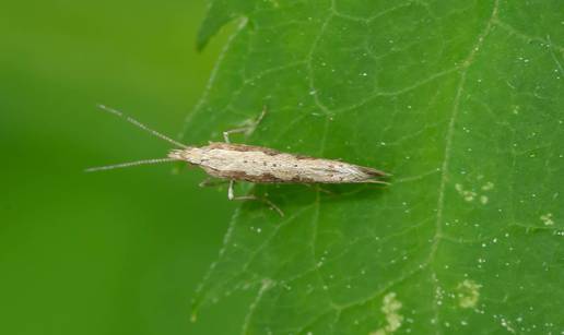 GMO moljci u divljini ubijaju sve nove ženke vlastite vrste