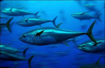 Hrvati su uspjeli uzgojiti 'tunu iz epruvete' na otoku Ugljanu