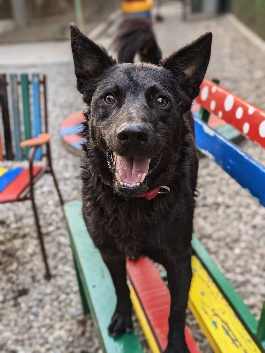 FOTO Bjegunac Đuro nasmijao društvo iz osječkog azila: 'Tog jutra trebao je na kastraciju'