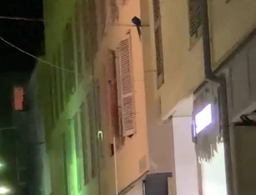 Papiga pobjegla vlasniku u centru Zadra, prolaznici puštali glasanje ptica na YouTubeu...