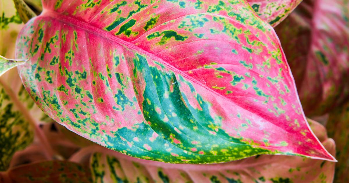 Caladium: A Tropical Beauty that Thrives in Shade and Moisture, but Dislikes Drafts