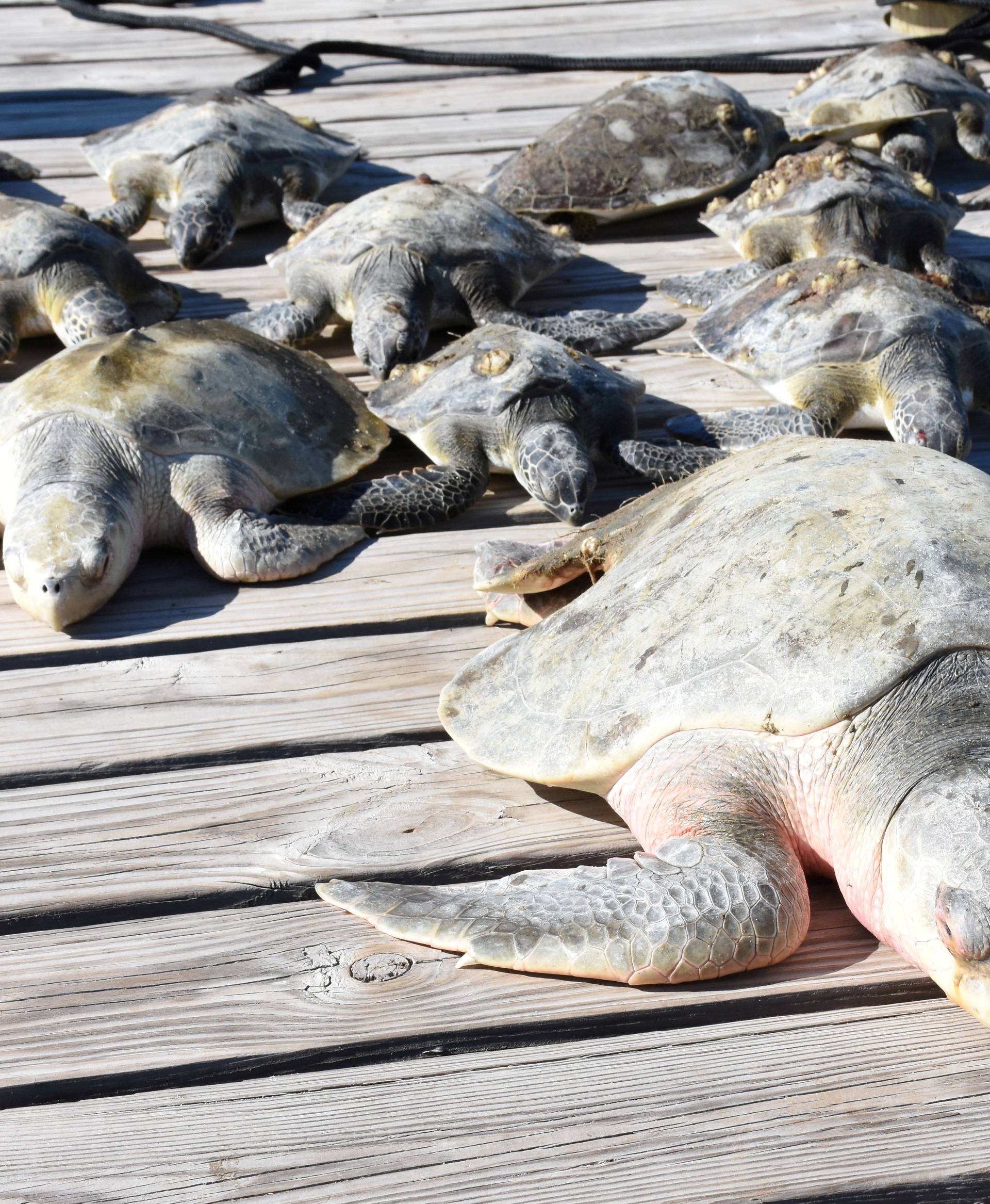 A group of cold-stunned turtles is seen after being rescued following extreme cold weather on St. Joseph Peninsula