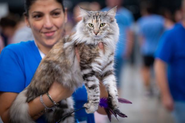 Zagreb: Drugi dan Međunarodne izložbe mačaka