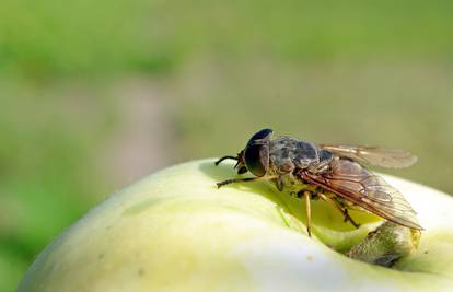 Riješite se voćnih mušica koje vam lete po hrani u pet minuta